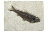 Fossil Fish (Knightia) - Huge For Species #233873-1